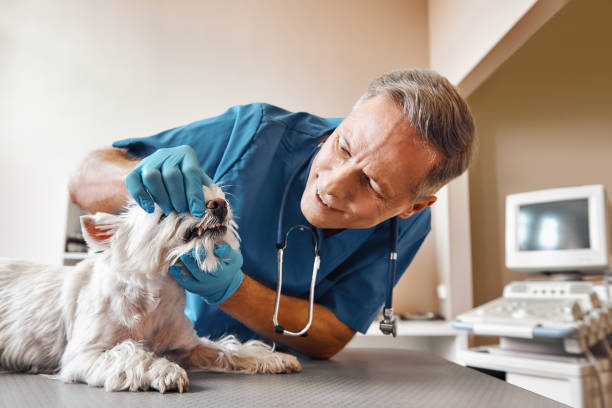  Pflugerville, TX Emergency Dentist Pros